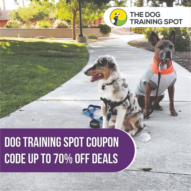 Best Dog Training Programs for Behavior 2026 Guide